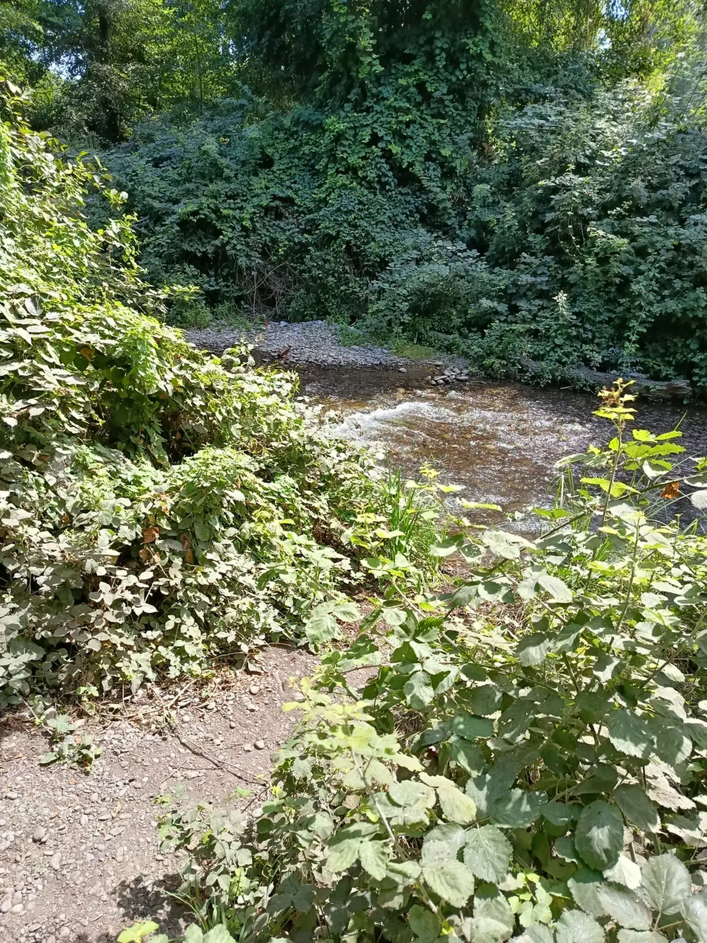 Самурский лес