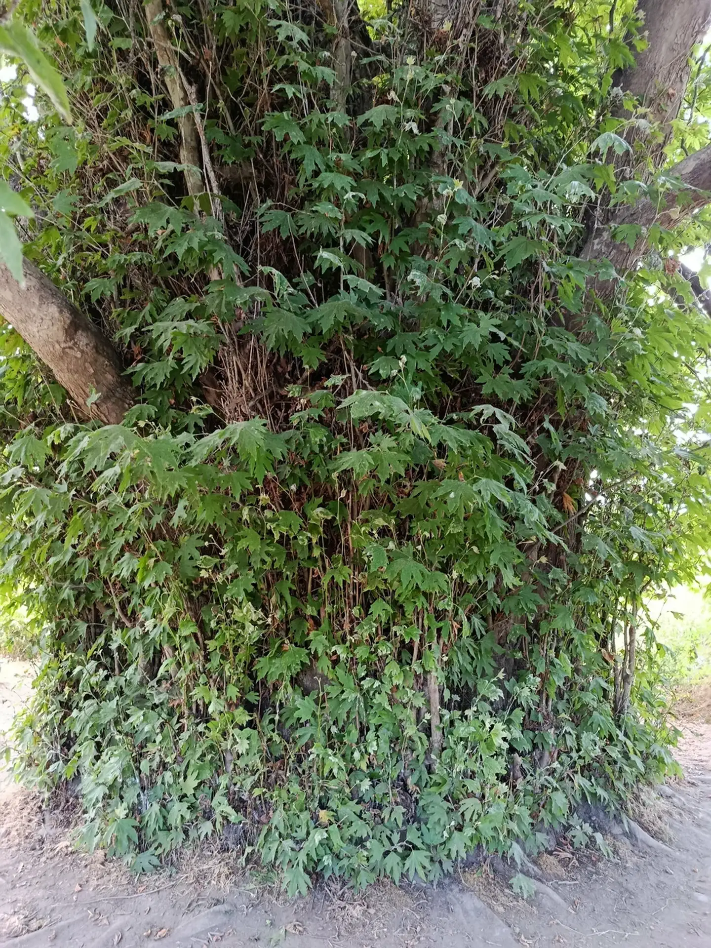 Самурский Лес